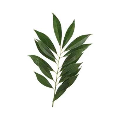 КОККУЛУС
