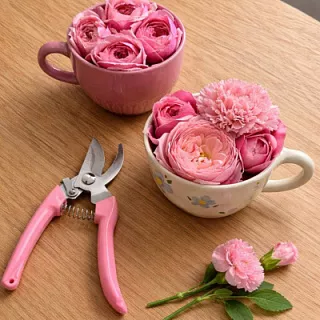 СЕКАТОР